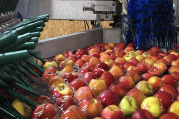 Apple Washing, Brushing & Vision Plant