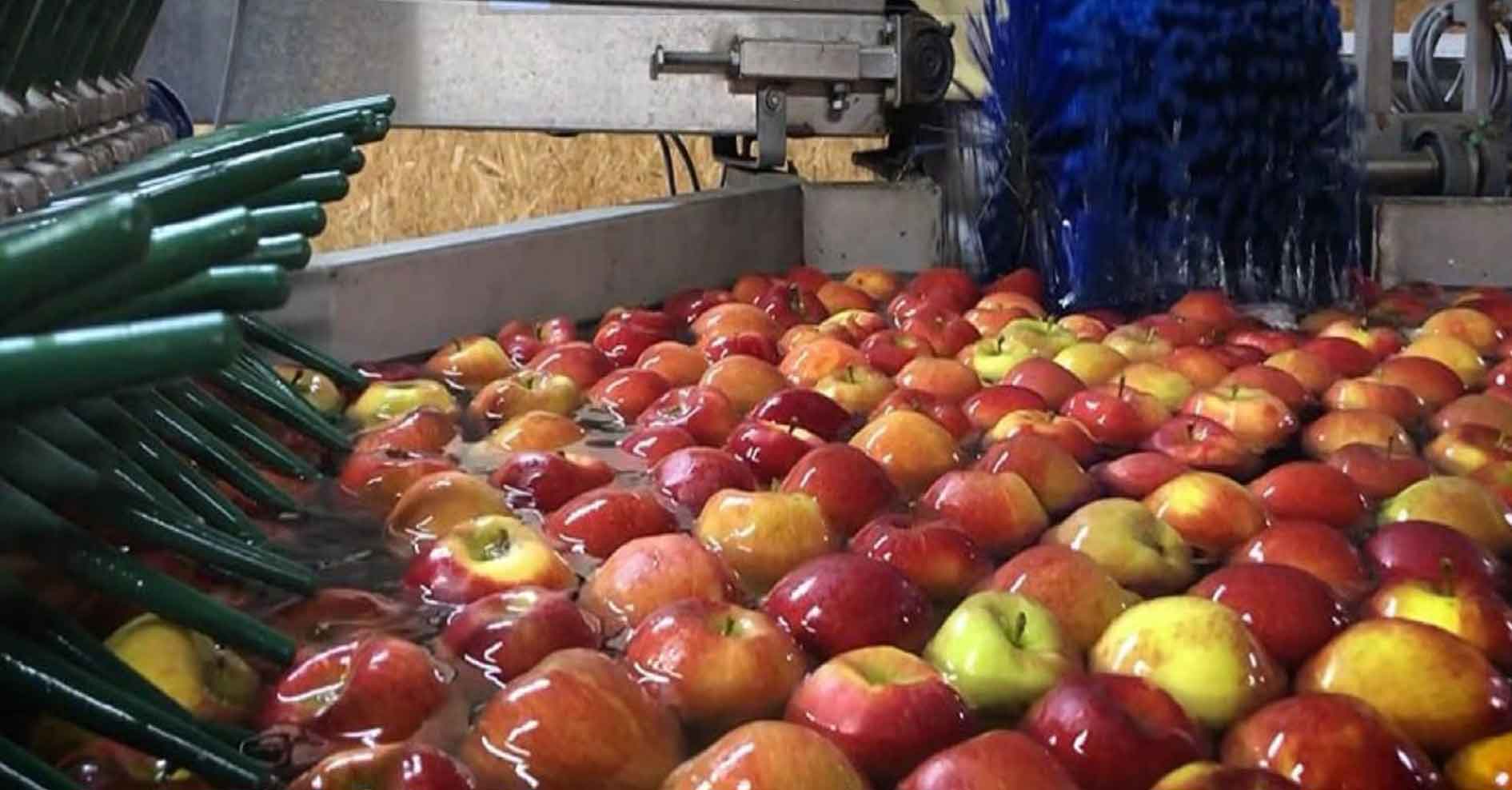 Apple Washing / Brushing / Vision Grading Plant, view 2